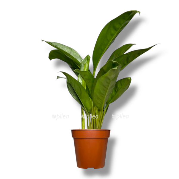 aglaonema silver frost e1757738399572