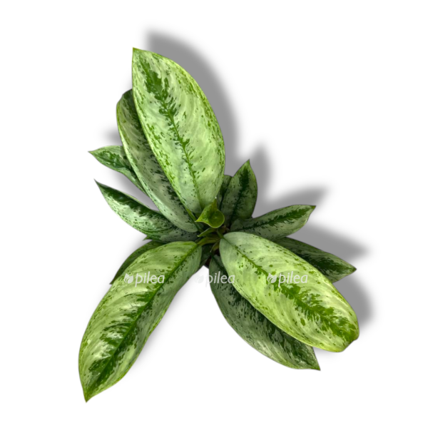 aglaonema silver frost e1757738422640