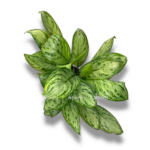 aglaonema silver kvin e1756652907508