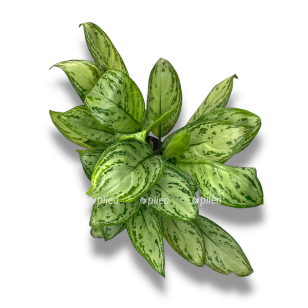aglaonema silver kvin e1756652907508