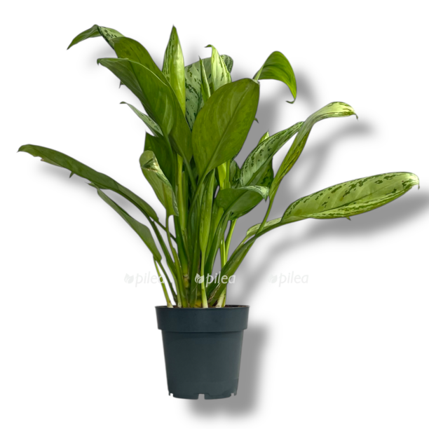 aglaonema silver kvin e1769686463255