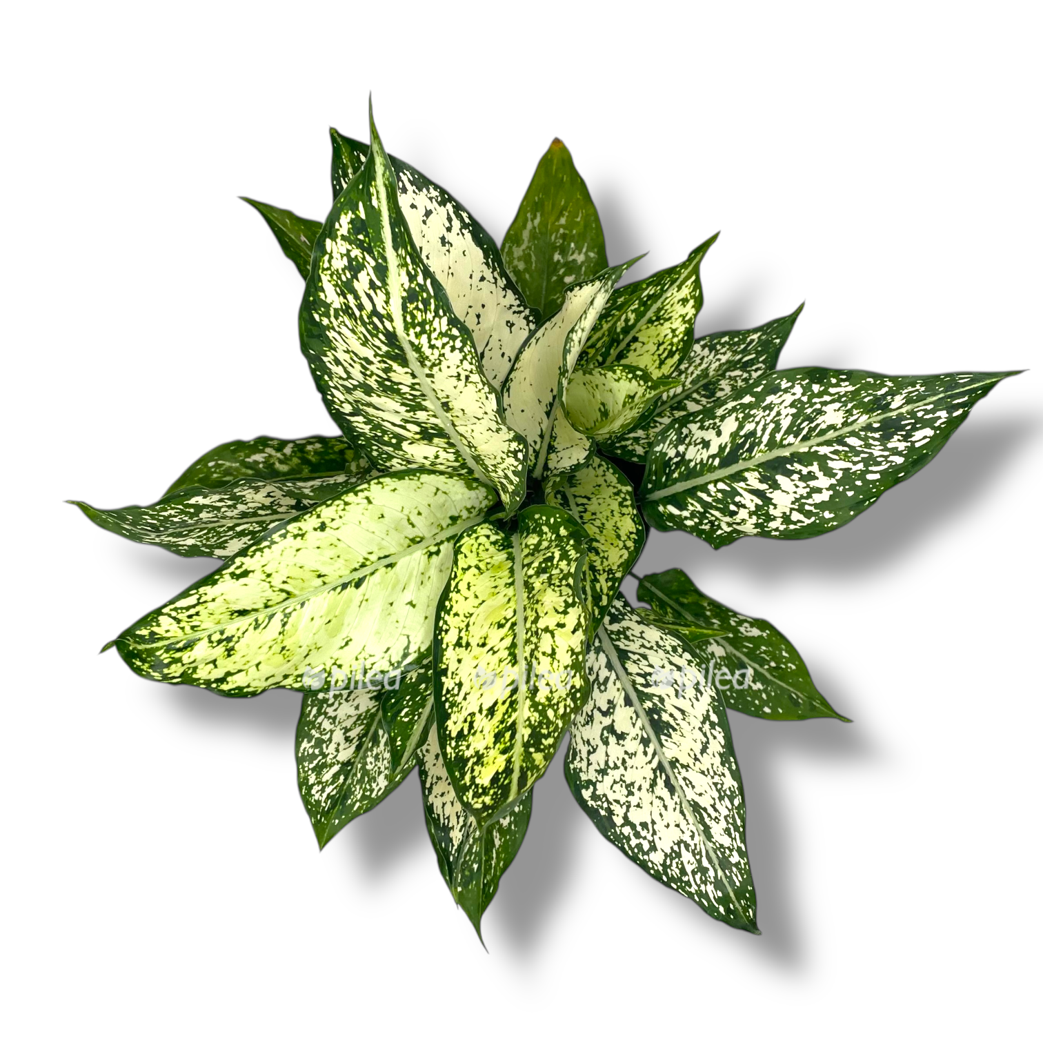 aglaonema snou vajt 2