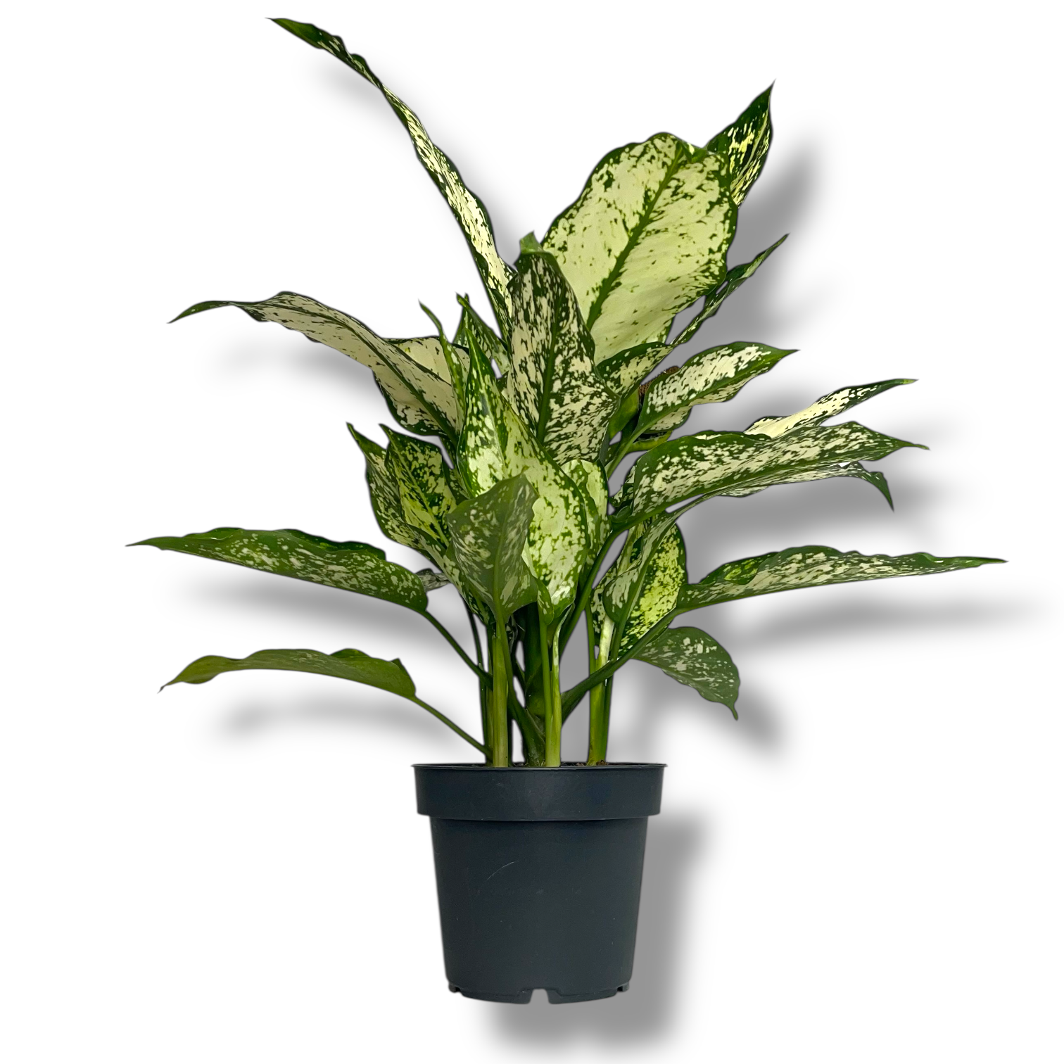 aglaonema snou vajt