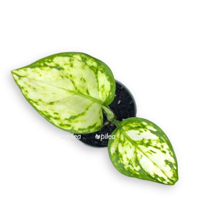 aglaonema snouflejk e1699371426946