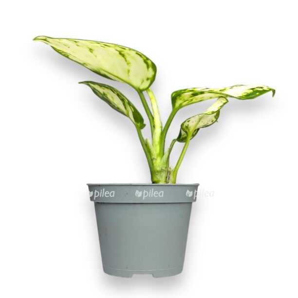 aglaonema snouflejk e1770013571167
