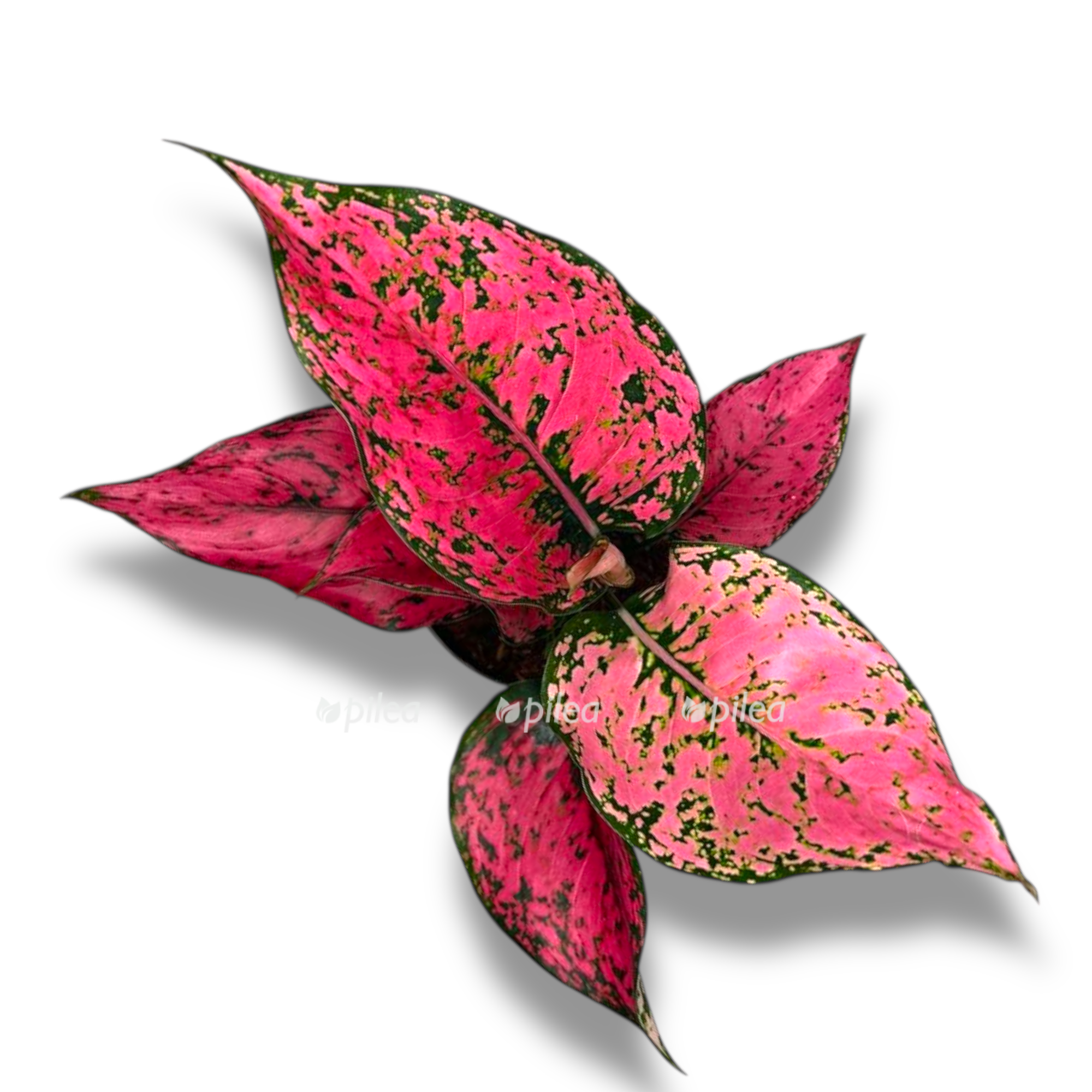 aglaonema spajsi pink