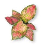 aglaonema spotted star e1712153631424