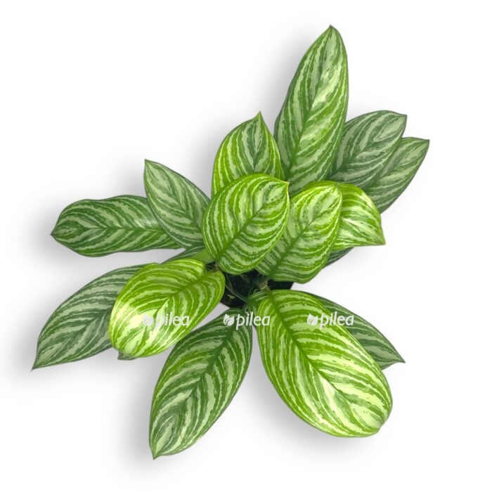 aglaonema strajps e1710627591988