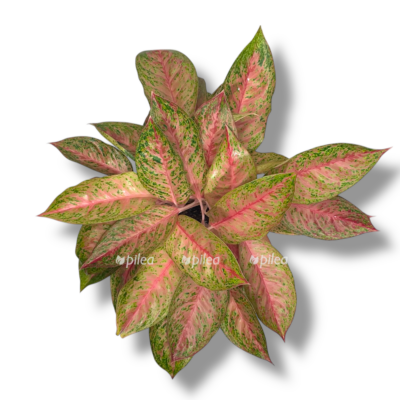 aglaonema tango pink