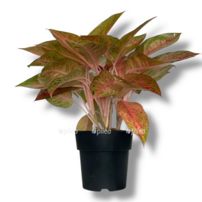 aglaonema tango pink e1765786691383
