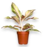 aglaonema testsort e1706462318284