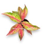 aglaonema testsort e1706462336394