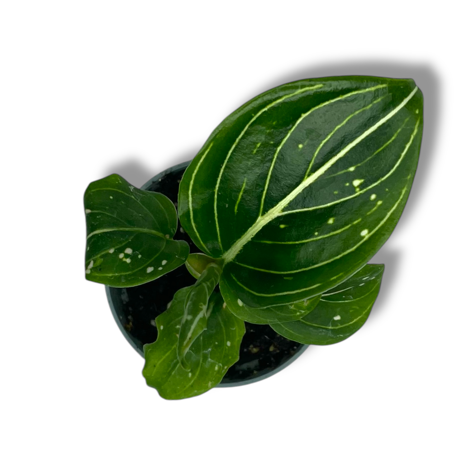 aglaonema toms prajd