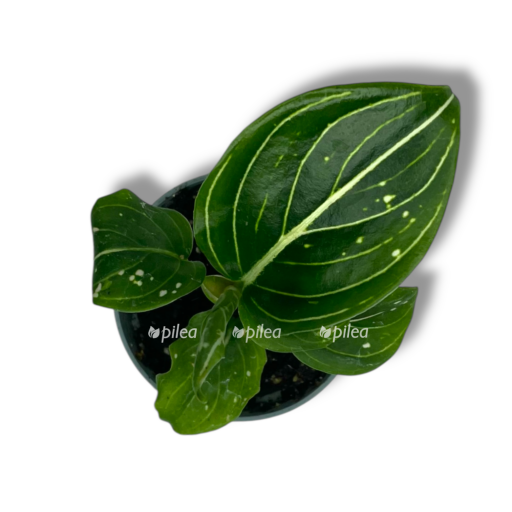 aglaonema toms prajd e1768038679140