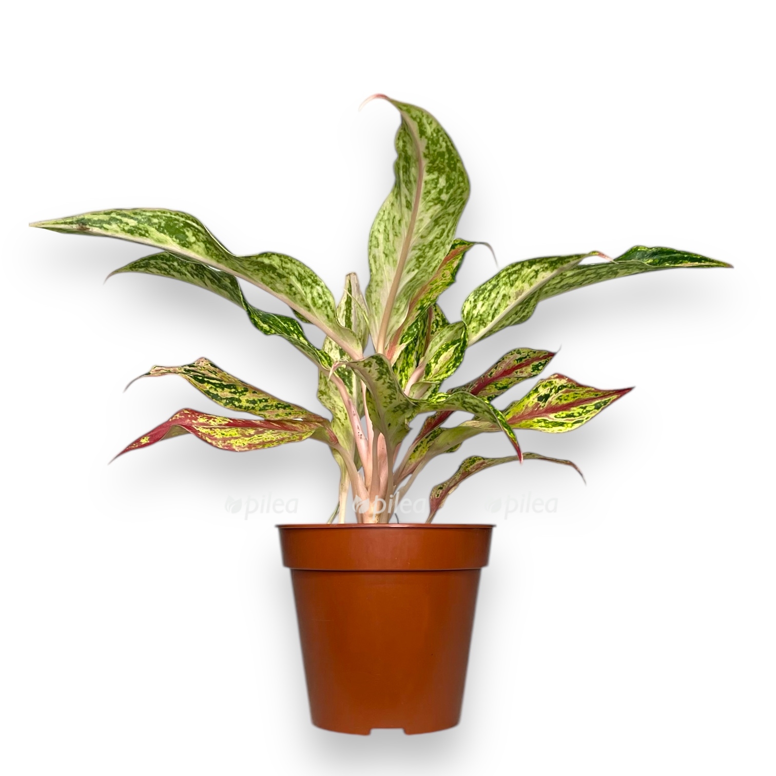 aglaonema tvidzhi red