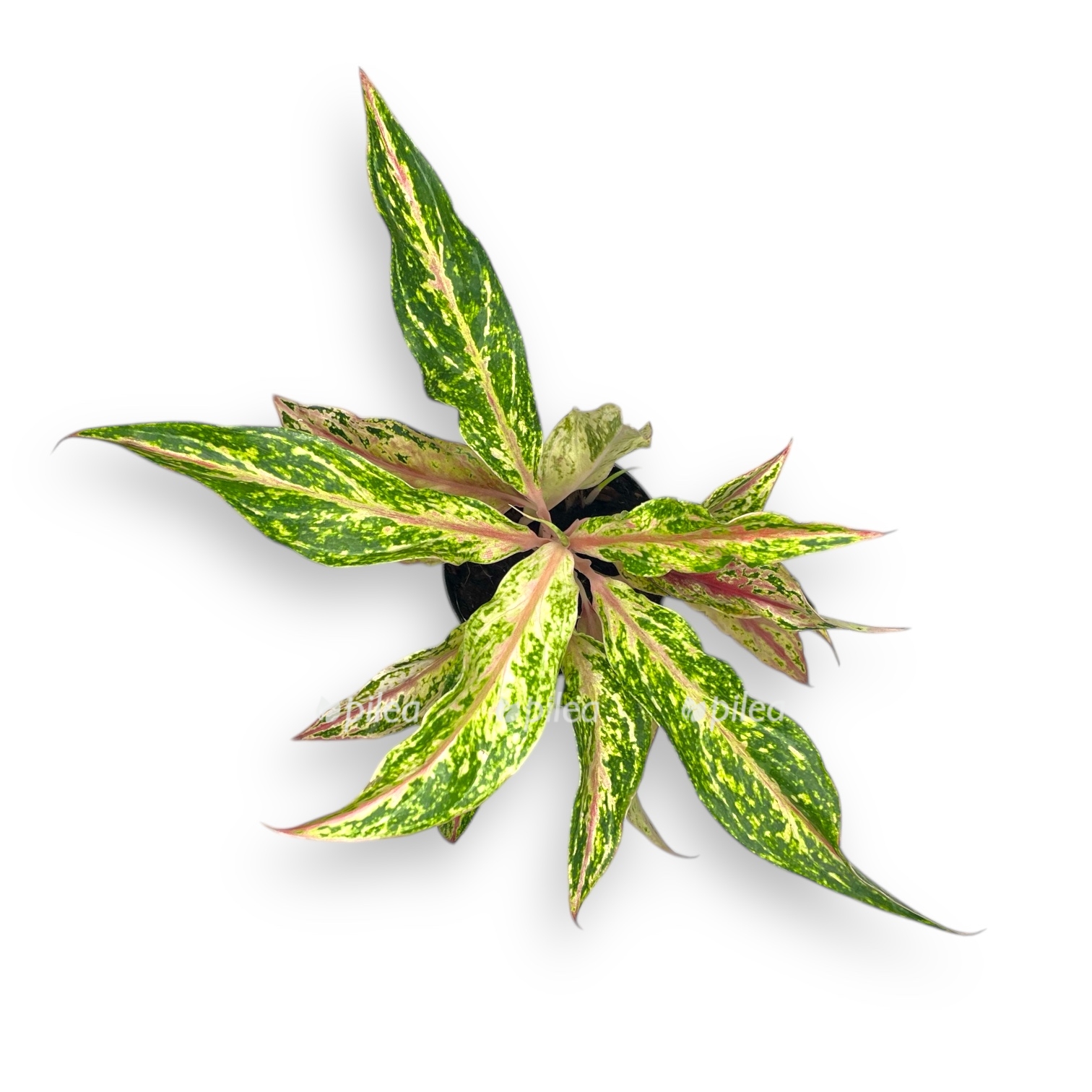 aglaonema tvidzhi red 1 1