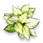 aglaonema vajt dzhoj 1 e1706709866441