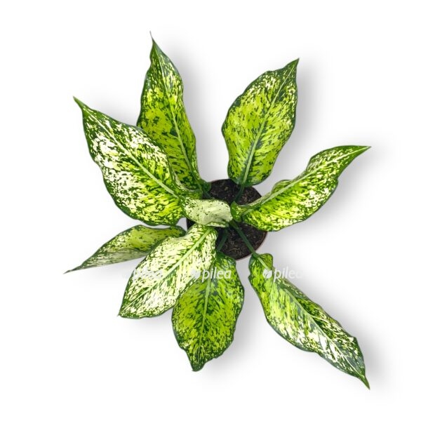 aglaonema vajt kivi e1729005650165