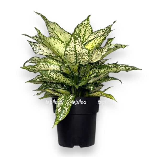aglaonema vajt kivi e1735101187243