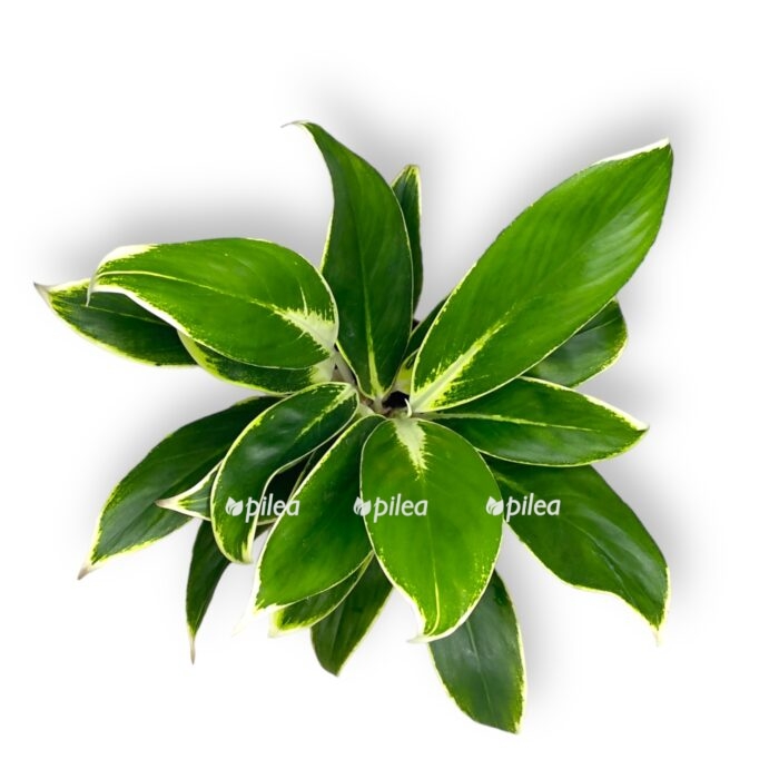 aglaonema vajt lajm e1701542170287