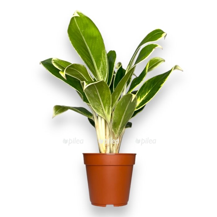 aglaonema vajt lajm e1701542184964