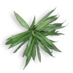 aglaonema vajt lens