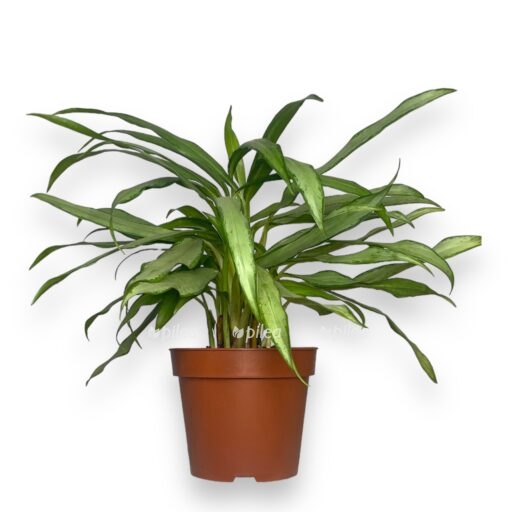 aglaonema vajt lens e1769074762843