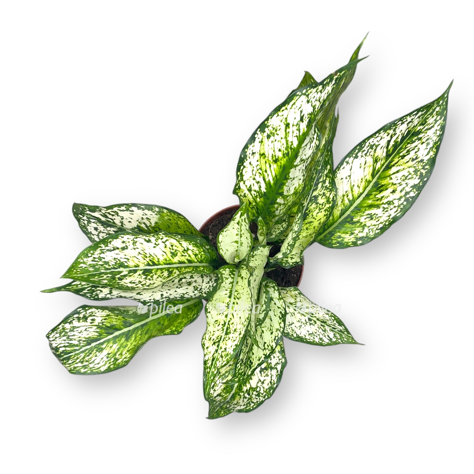 aglaonema vajt star 1 1