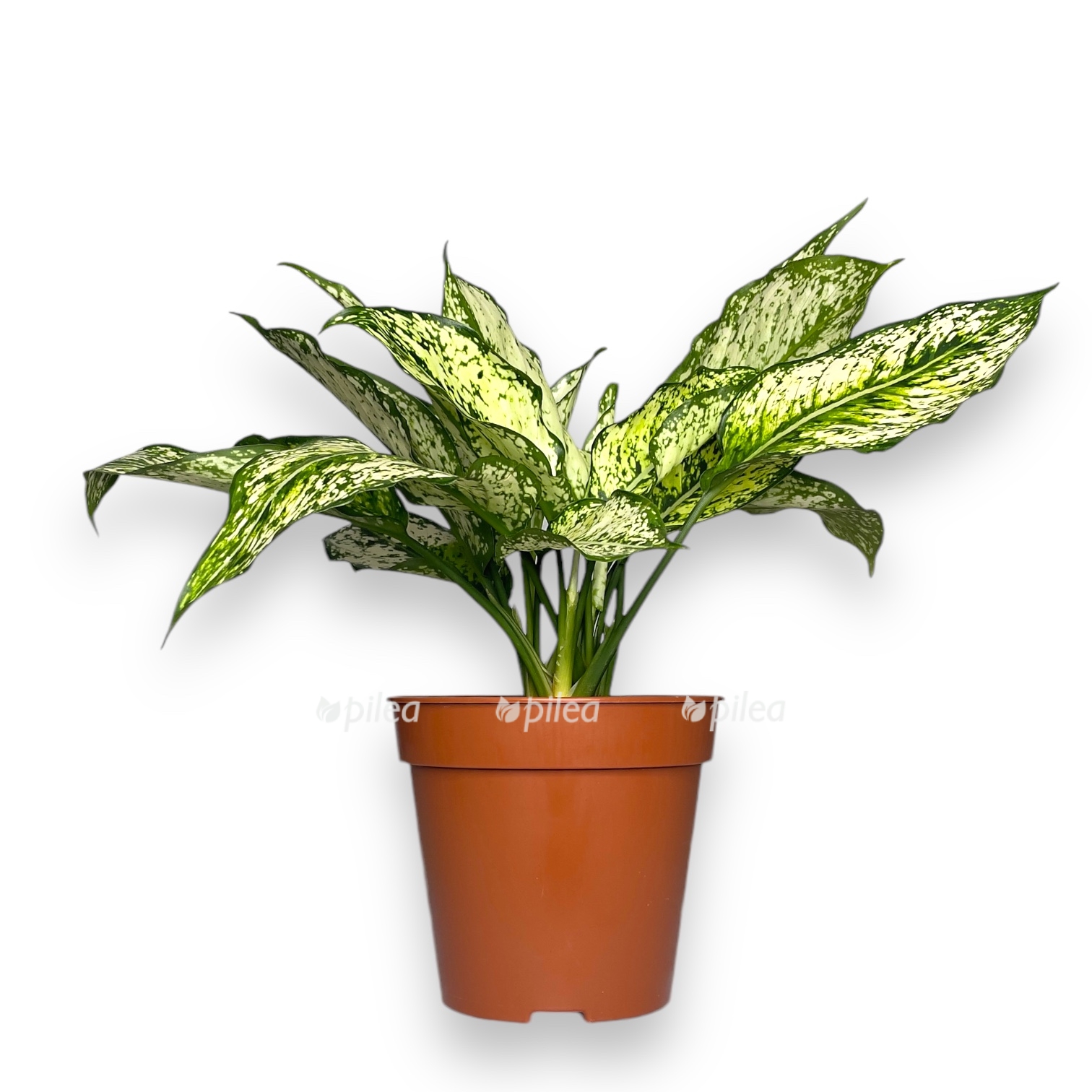 Аглаонема Вайт Стар купить