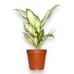 aglaonema vanilla bejbi e1723218336293