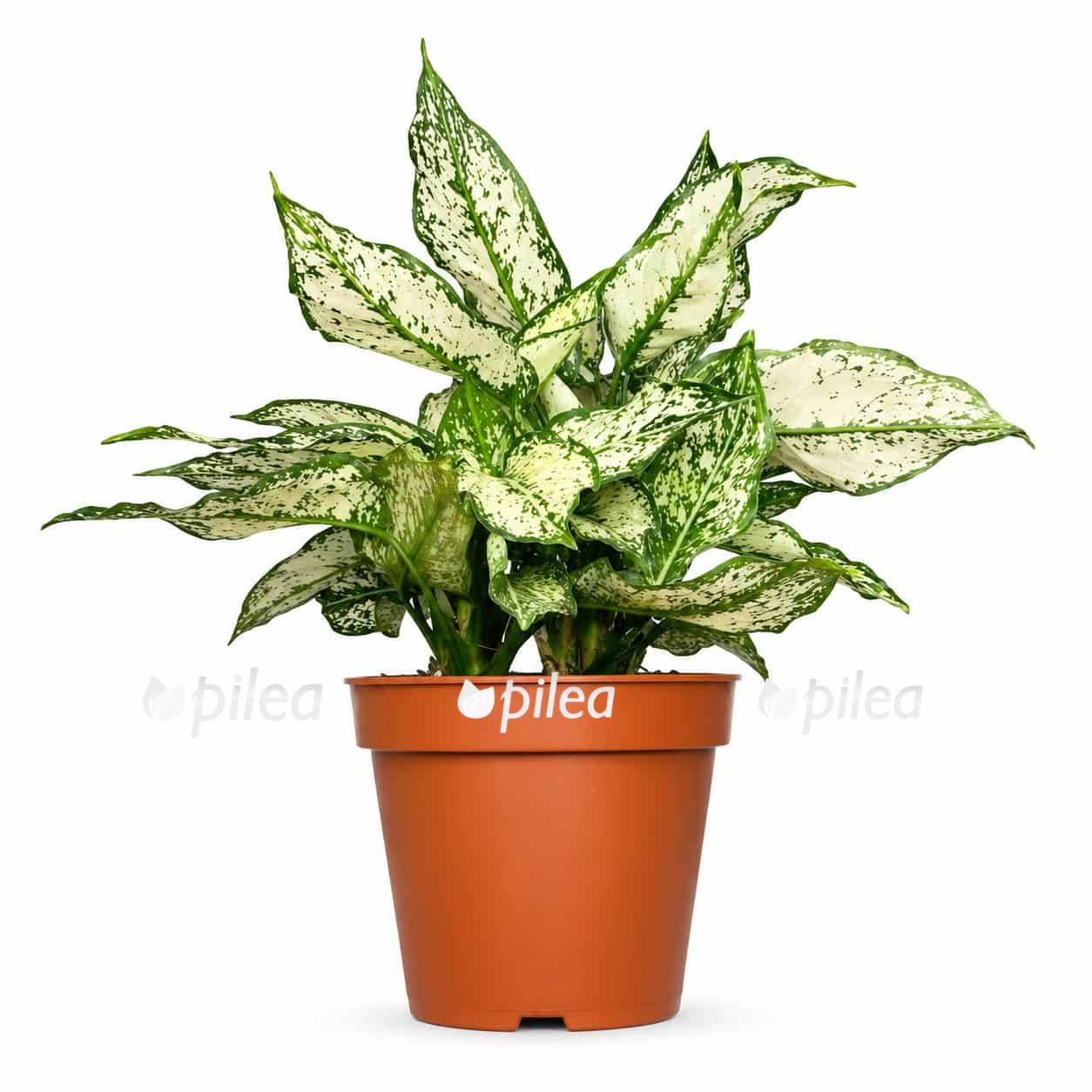 aglaonema white kiwi