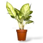 aglaonema zebra 1750 am e1742702321529
