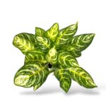 aglaonema zebra 1750 sm