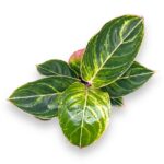 aglaonema zebrina pink