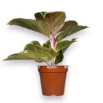 aglaonema zebrina pink e1738331940831