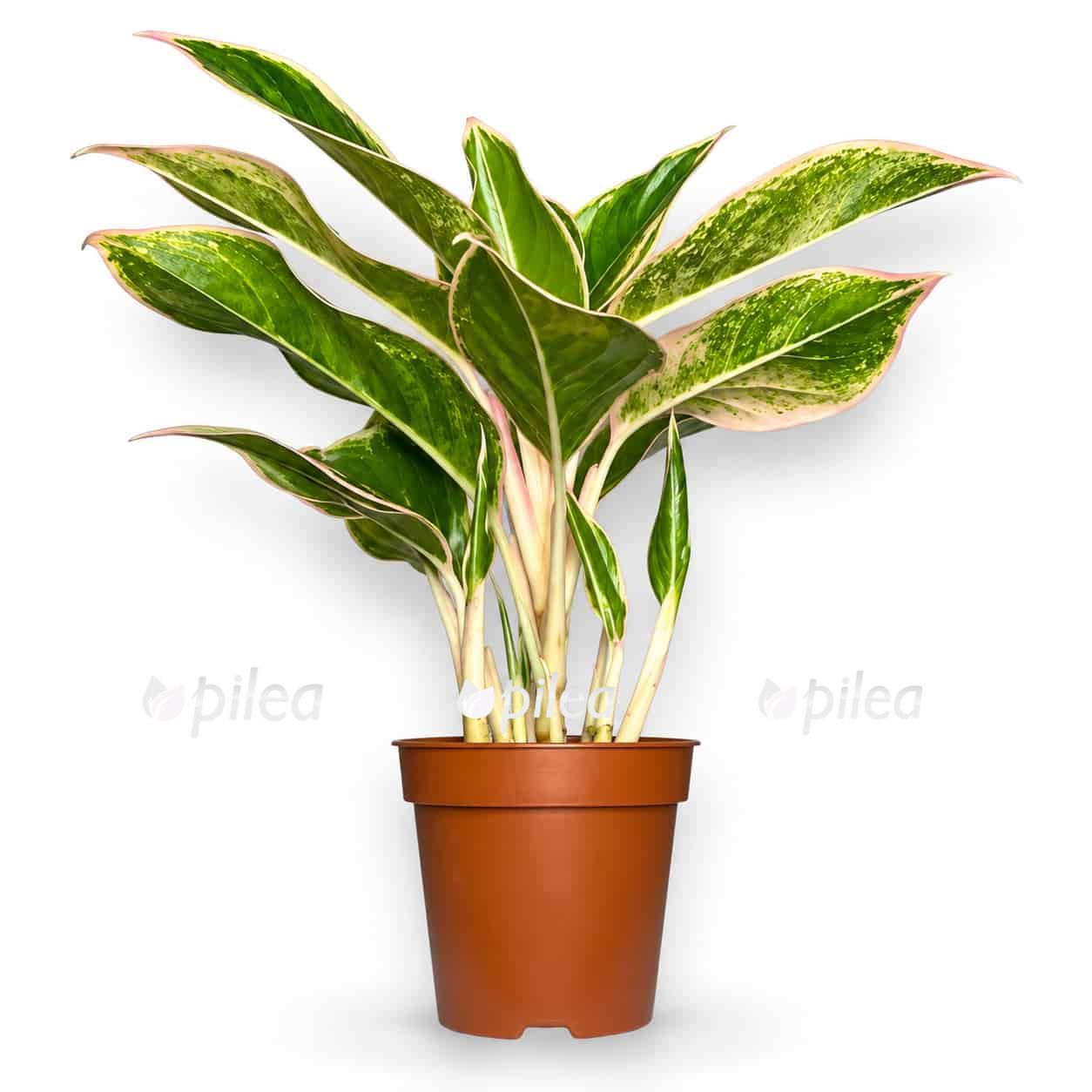 aglonema pink aurora