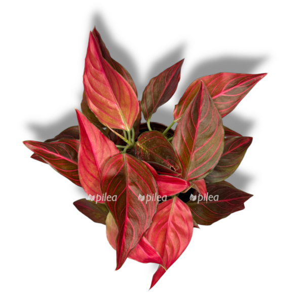 aglonema red vein bordo e1767075303992