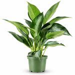 aglonema silverado 1