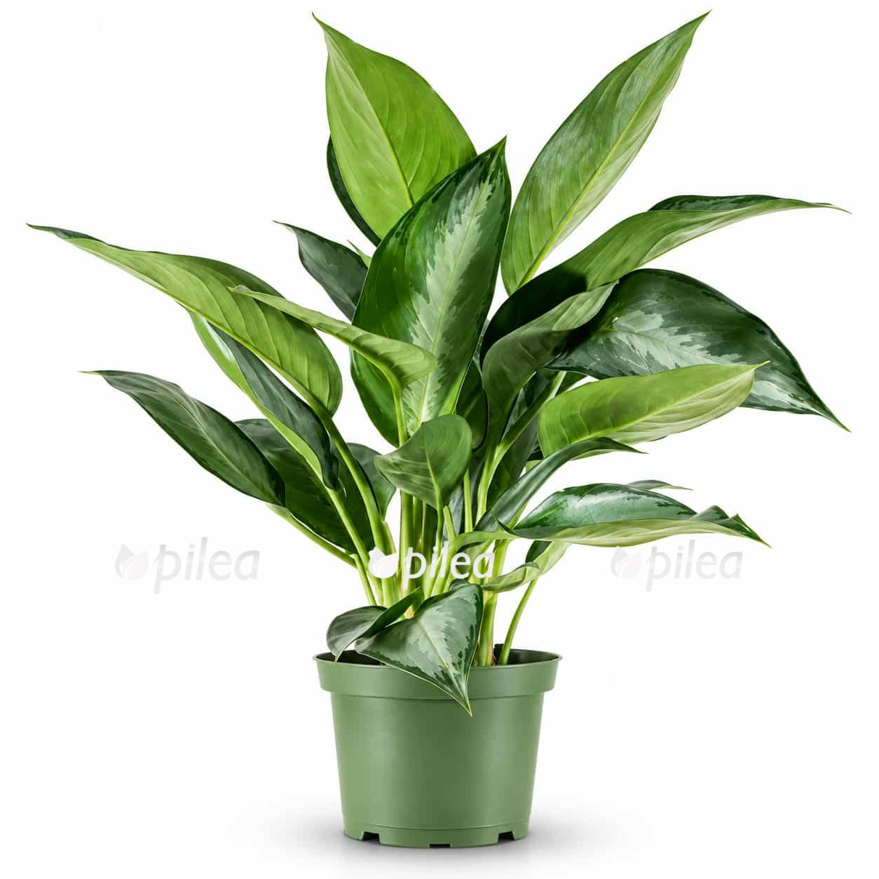 aglonema-silverado aglonema silverado 1