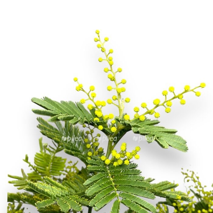 akaciya serebristaya ili mimoza cvetushchaya 2 e1706900677541