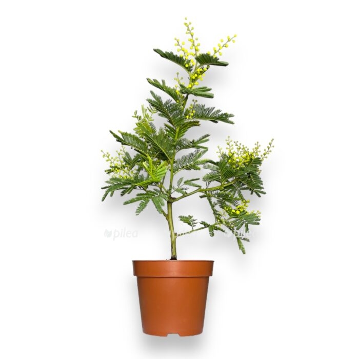 akaciya serebristaya ili mimoza cvetushchaya e1706900686703