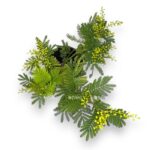 akaciya serebristaya ili mimoza cvetushchaya e1706900698525