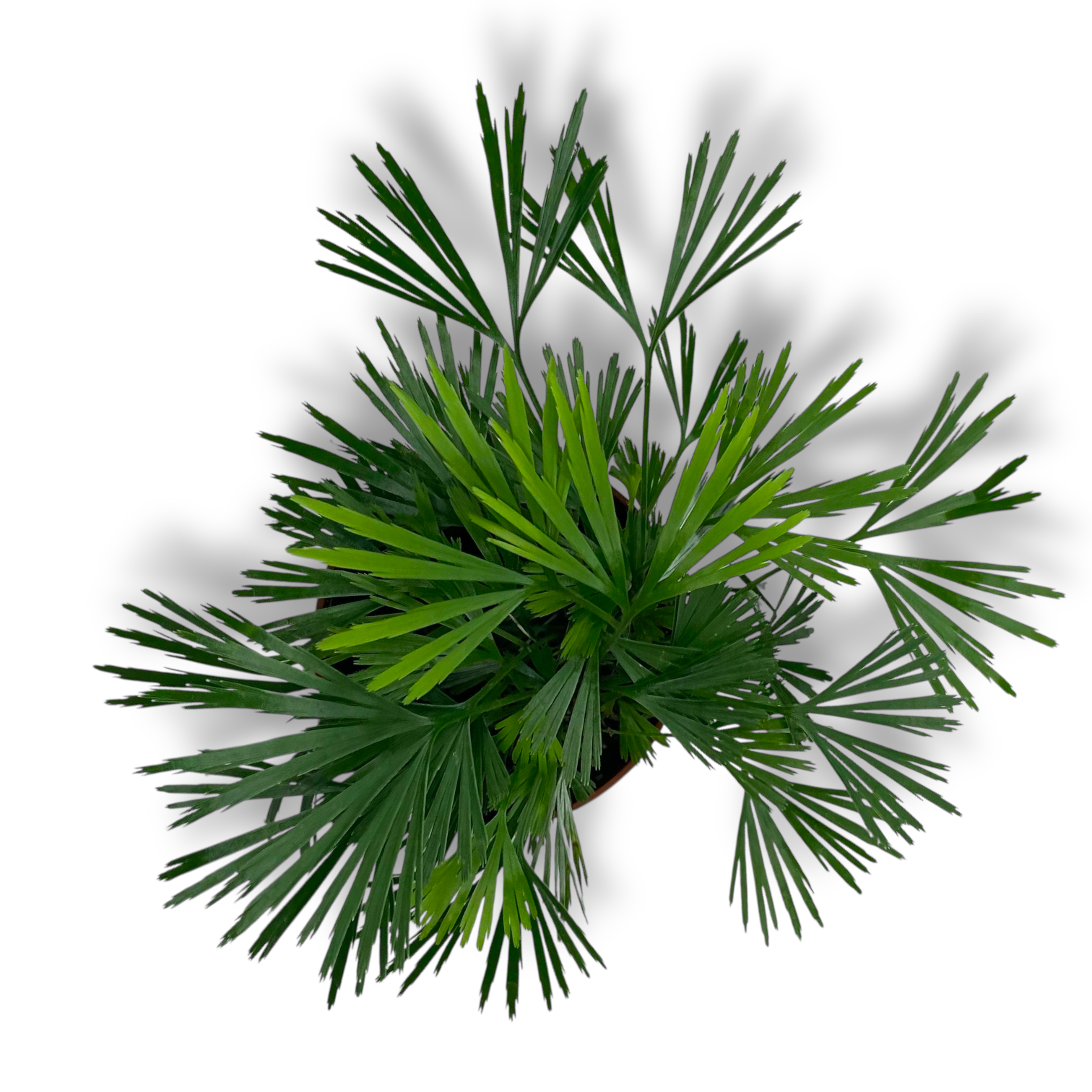 aktiniopteris avstralis