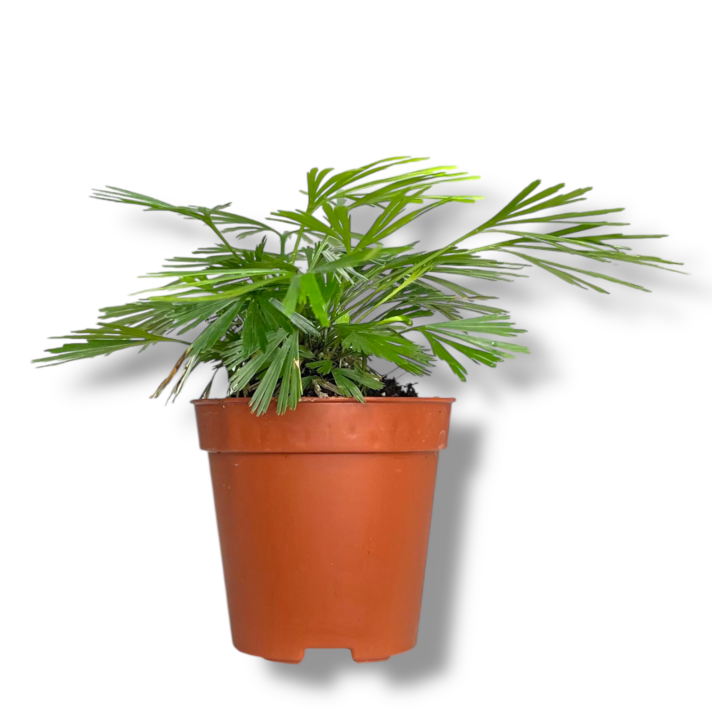 aktiniopteris avstralis e1772567947350