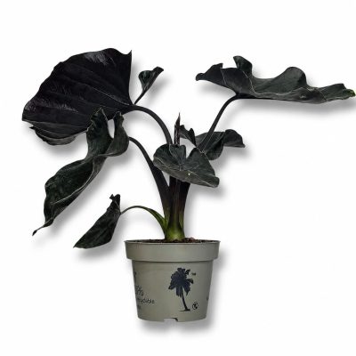 Алоказия Анторо Вельвет купить