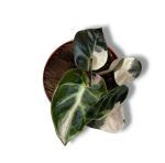 alocasia balloon heart pink varigata