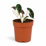 alocasia balloon heart pink varigata