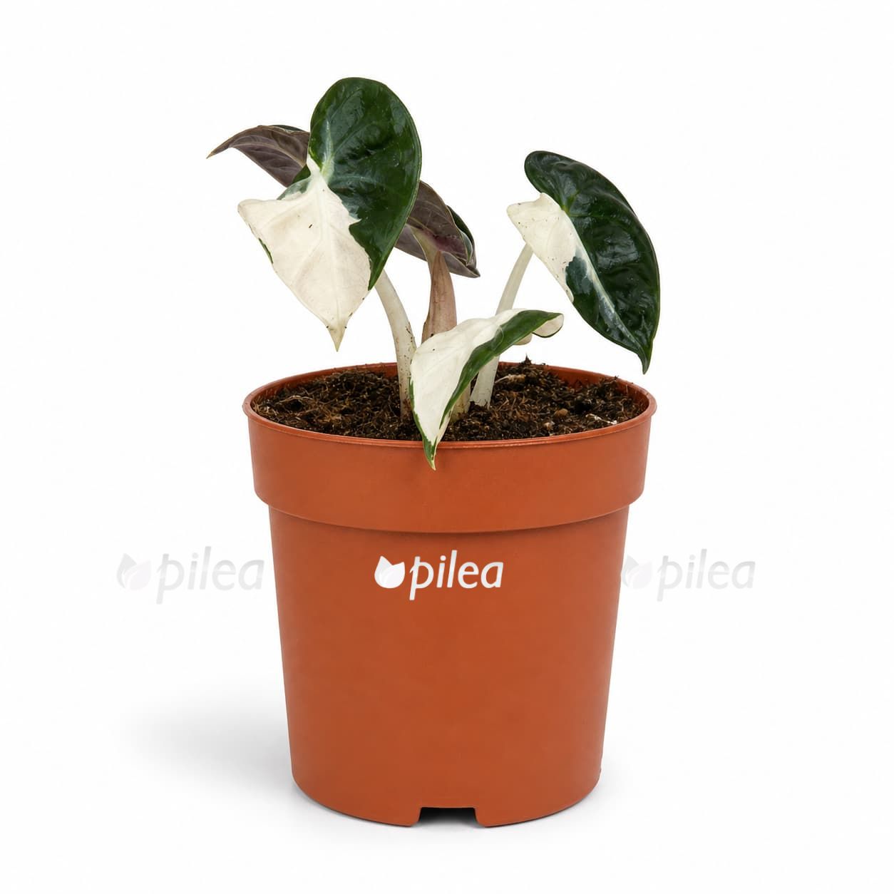 alocasia-balloon-heart-pink-varigata alocasia balloon heart pink varigata