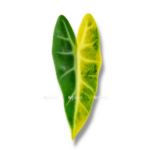 alocasia bambino aurea e1763879934592