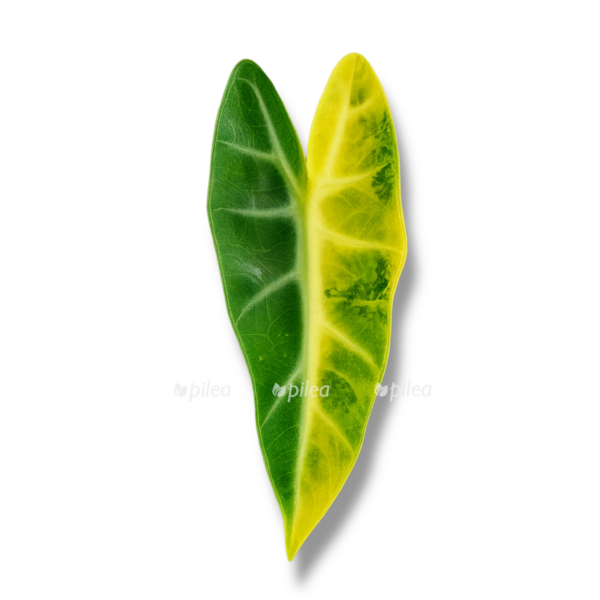 alocasia bambino aurea e1763879934592
